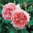 Роза Strawberry Hill фото