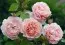 Роза Strawberry Hill фото
