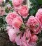 Роза Strawberry Hill фото