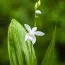 Блетилла Striata Alba фото