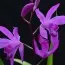 Блетилла Striata Gabby фото