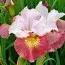 Ирис Sibirica Sugar Rush фото