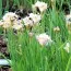 Ирис Sibirica Sugar Rush фото