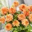 Георгина Summer Flame фото