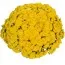 Хризантема Sunbeam Golden фото