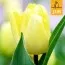 Тюльпан Sunny Prince (Брендовые луковицы Jub Holland) фото