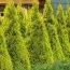 Туя Sunny Smaragd фото