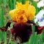 Ирис Supreme Sultan фото