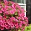 Сурфиния Hot Pink фото