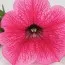 Сурфиния Hot Pink фото