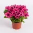 Сурфиния Hot Pink фото