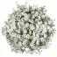 Сурфиния  Trailing White фото