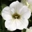 Сурфиния White фото