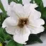 Сурфиния White фото