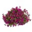 Сурфиния Trailing Purple фото