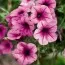 Сурфиния Trailing Pink Vein фото