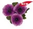 Петуния Surprise Grape фото