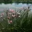 Сусак зонтичный фото
