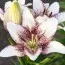 Лилия Sweet Zanica фото