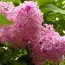 Сирень California Rose фото