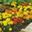 Бархатцы Durango Mix фото