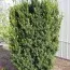Тис Hicksii фото