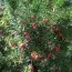 Тис Hicksii фото