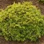 Тис Summergold фото