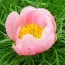 Пион Tenuifolia Rosea фото