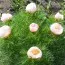 Пион Tenuifolia Rosea фото