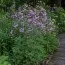 Василистник Hewitt's Double фото