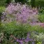 Василистник Hewitt's Double фото