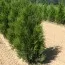 Туя Atrovirens фото