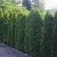 Туя Occidentalis Pyramidalis фото