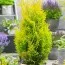Туя западная Golden Smaragd фото