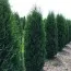 Туя Malonyana фото