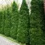 Туя Holmstrup фото