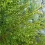 Туя Plicata Emerald фото