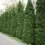 Туя западная Pyramidalis Compacta фото