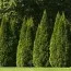 Туя западная Pyramidalis Compacta фото