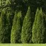 Туя западная фото