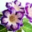 Глоксиния Tigre Blue фото