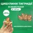 Тигридия Lilacea фото
