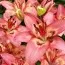 Лилия Tinilco фото