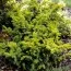 Тис ягодный Semperaurea фото