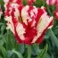 Тюльпан Estella Rijnveld фото
