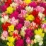 Тюльпан Multiflowering Mix фото