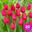 Тюльпан Pink Ardour 20 шт/уп фото