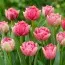 Тюльпан Polder Pink фото