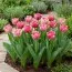 Тюльпан Polder Pink фото